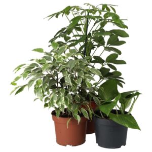 PR Live plant. Chameleon Collection (3 plants)