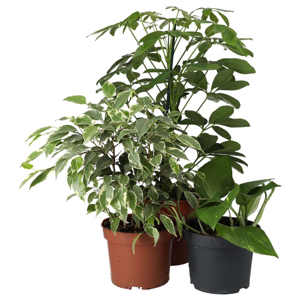 PR Live plant. Chameleon Collection (3 plants)