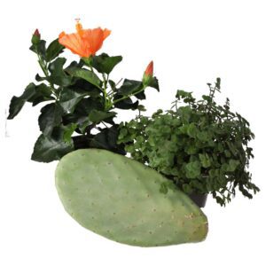 PR Live plant Tortoise Treat Collection (3 plants)