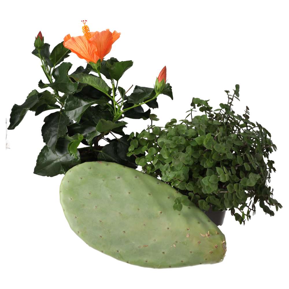 PR Live plant Tortoise Treat Collection (3 plants)