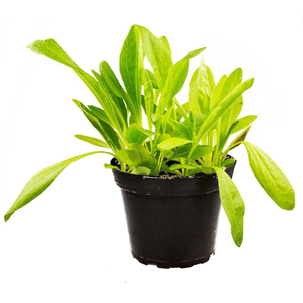 PR Live Food Plant; Plantain (10cm pot) PR Live Food Plant; Plantain (10cm pot)