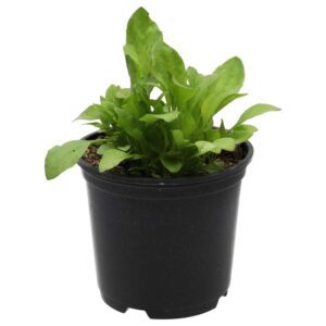 PR Live Food Plant; Broad Leaf Plantain (10cm pot)