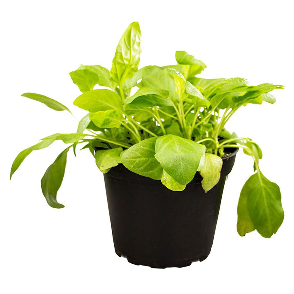 PR Live Food Plant; Selfheal (10cm pot) PR Live Food Plant; Selfheal (10cm pot)