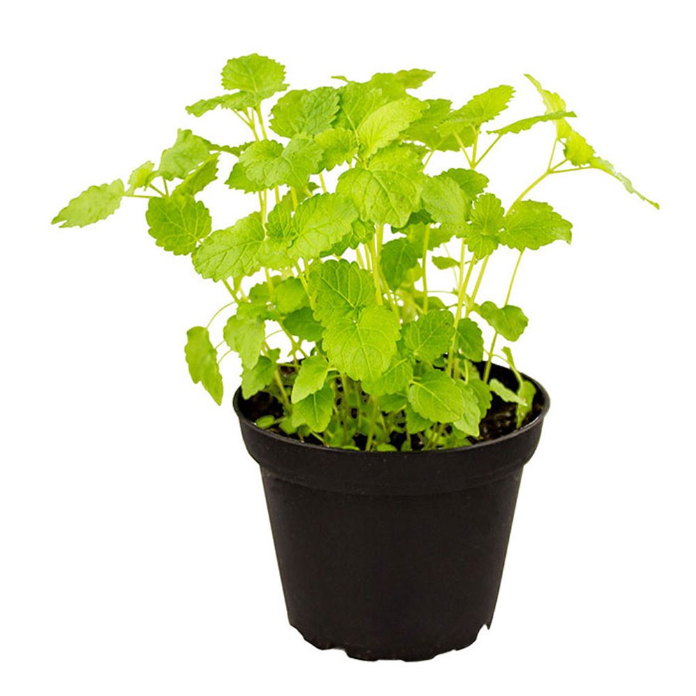 PR Live Food Plant. Lemon Balm (10cm pot) PR Live Food Plant. Lemon Balm (10cm pot)