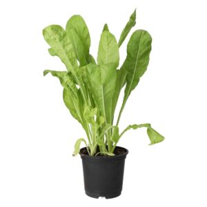 PR Live Food plant. Wild Chicory (10cm pot)