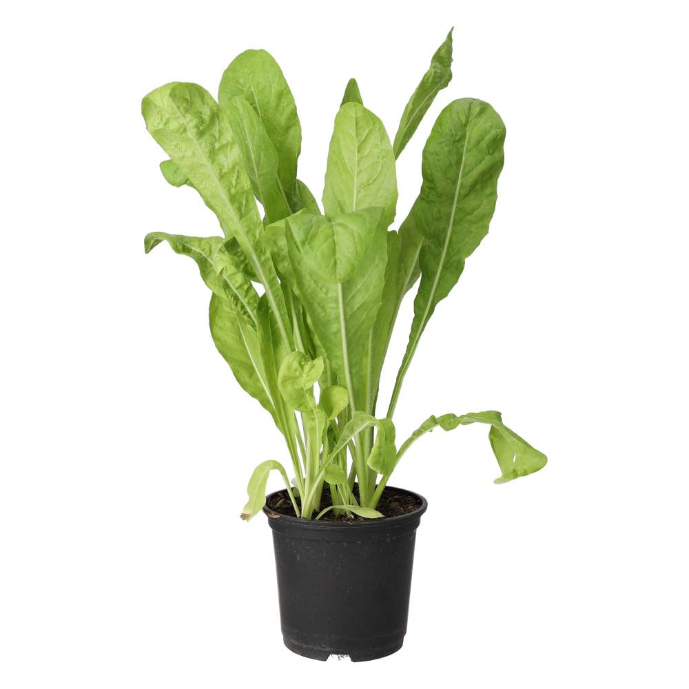 PR Live Food plant. Wild Chicory (10cm pot)