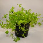 PR Live Food plant. Land Cress (10cm pot)