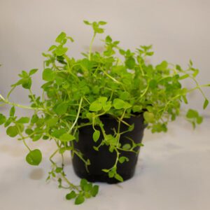 PR Live Food plant. Land Cress (10cm pot)