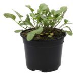 PR Live Food plant. Land Cress (10cm pot)