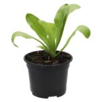 PR Live Food plant. Marigold (10cm pot)