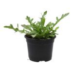 PR Live Food plant. Wild rocket (10cm pot)