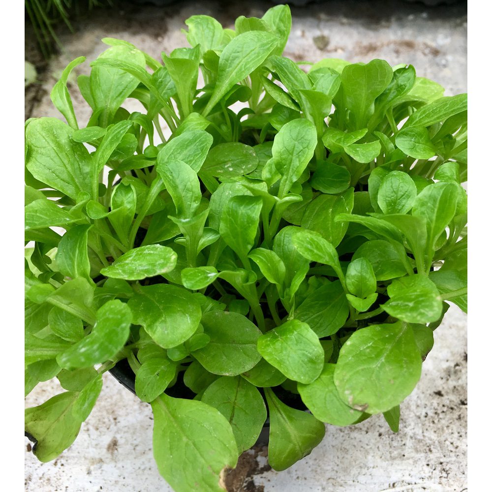 PR Live Food Plant; Lambs Lettuce (10cm pot)