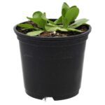 PR Live Food Plant; Lambs Lettuce (10cm pot)