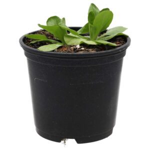PR Live Food Plant; Lambs Lettuce (10cm pot)