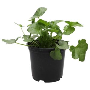 PR Live Food plant. Musk Mallow (10cm pot)