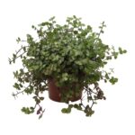 PR Live Food plant. Turtle Vine (Large)