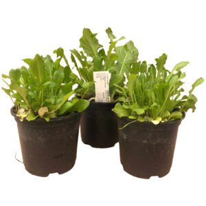 PR Live Food plant. Dandelion *BUNDLE OF 3*