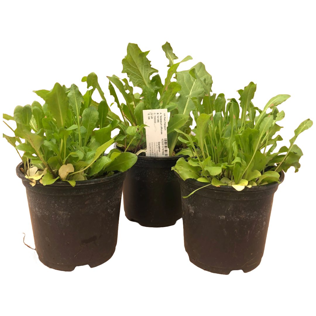 PR Live Food plant. Dandelion *BUNDLE OF 3*