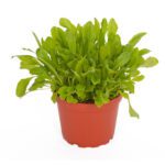PR Live Food plant. Dandelion (10cm pot)