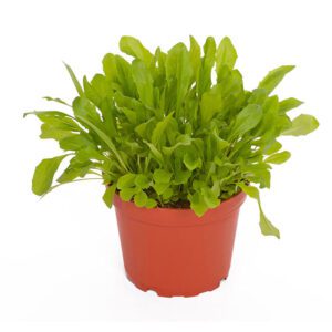 PR Live Food plant. Dandelion (10cm pot)