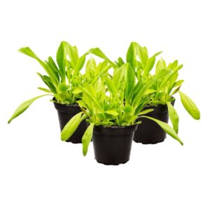 PR Live Food plant. Plantain *BUNDLE OF 3*