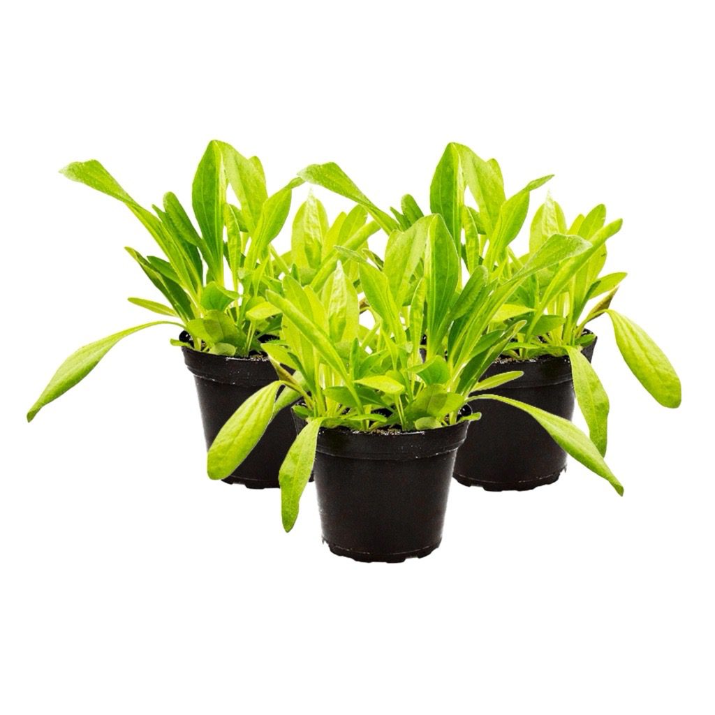 PR Live Food plant. Plantain *BUNDLE OF 3*