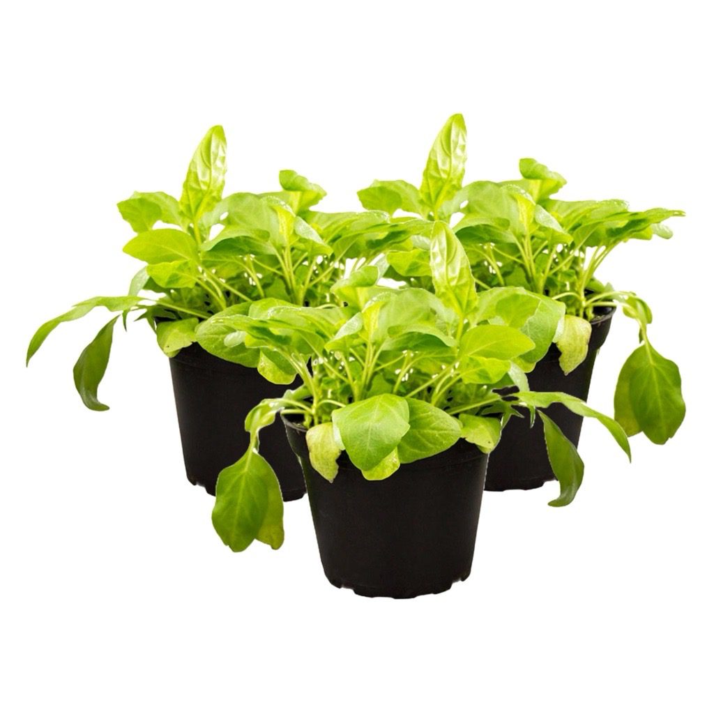 PR Live Food plant. Selfheal *BUNDLE OF 3*