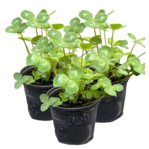 PR Live Food plant. Red Clover *BUNDLE OF 3*
