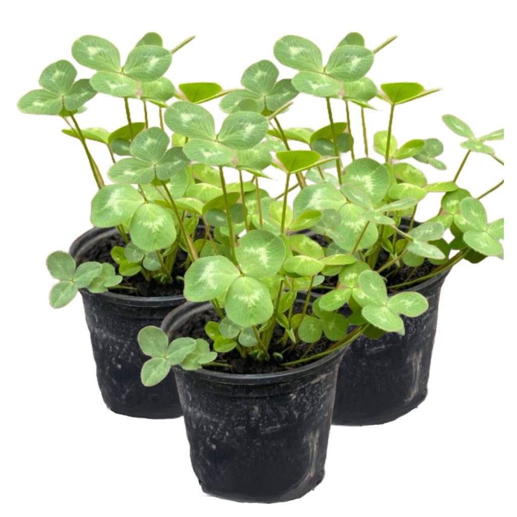 PR Live Food plant. Red Clover *BUNDLE OF 3*