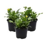 PR Live Food plant. Pansy *BUNDLE OF 3*