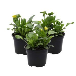 PR Live Food plant. Pansy *BUNDLE OF 3*