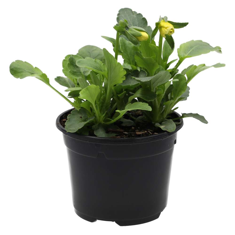 PR Live Food plant. Pansy (10cm pot)