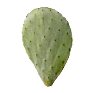 PR Live Food plant. Prickly Pear (Single Pad)