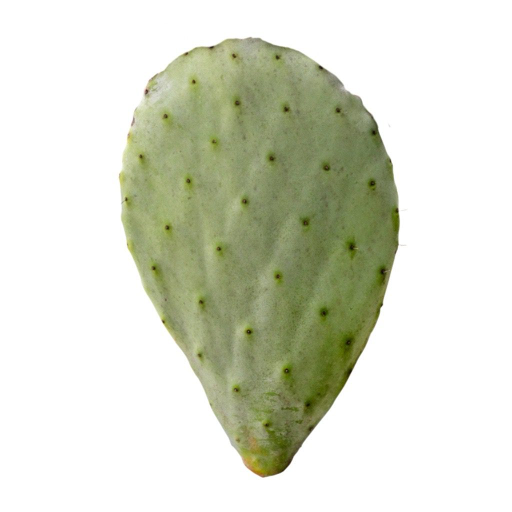 PR Live Food plant. Prickly Pear (Single Pad)