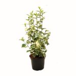 PR Live plant. Hibiscus "Variegated" (Large)