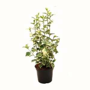 PR Live plant. Hibiscus "Variegated" (Large)