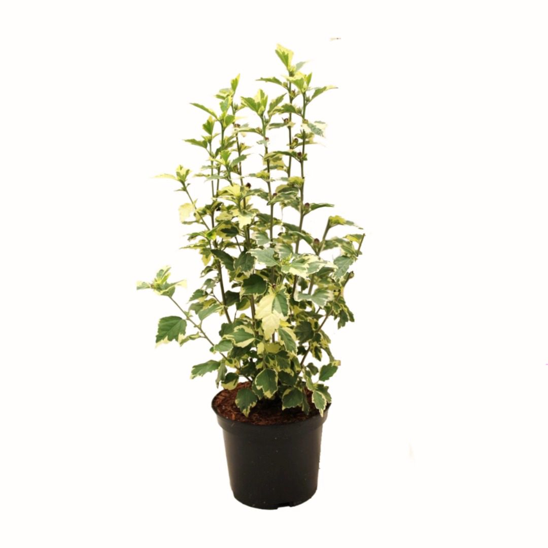 PR Live plant. Hibiscus 