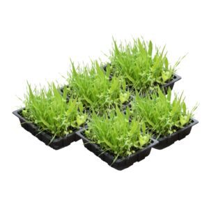 PR Live Food plant. Living Salad Mix (Tray) X5
