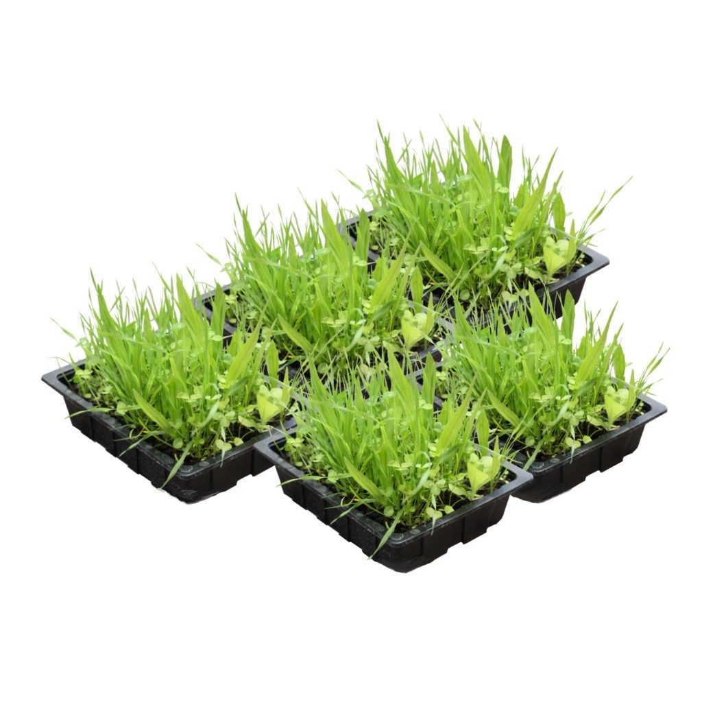 PR Live Food plant. Living Salad Mix (Tray) X5