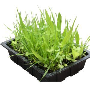 PR Live Food plant. Living Salad Mix (Tray)