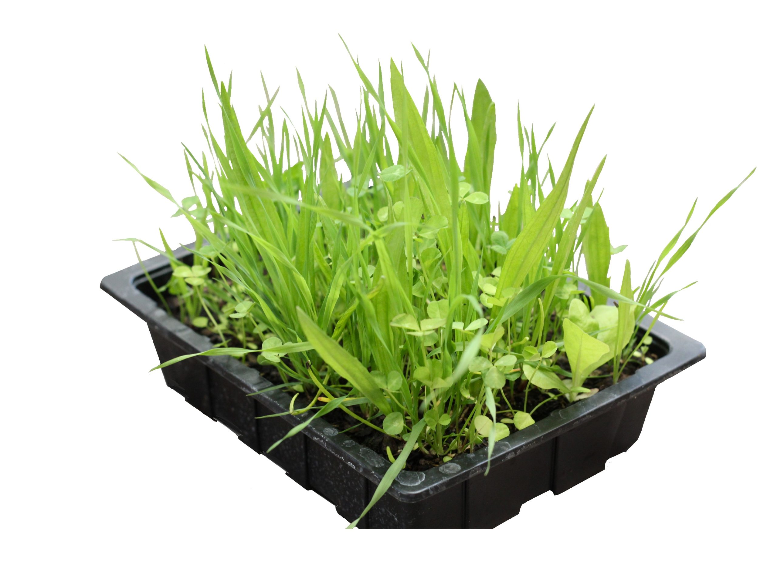 PR Live Food plant. Living Salad Mix (Tray)