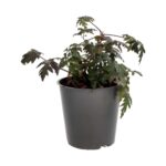 PR Live Food plant. Thornless Bramble (Large)