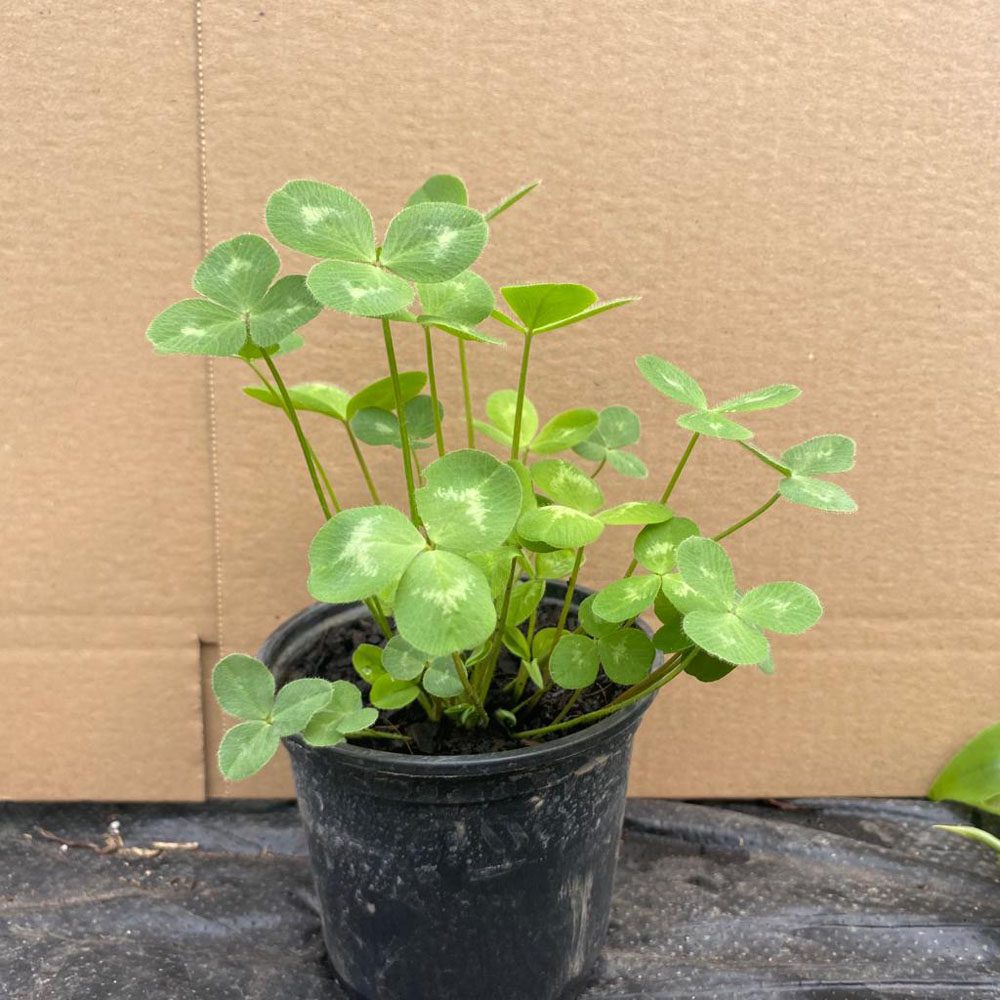 PR Live Food Plant. Red Clover (10cm pot)