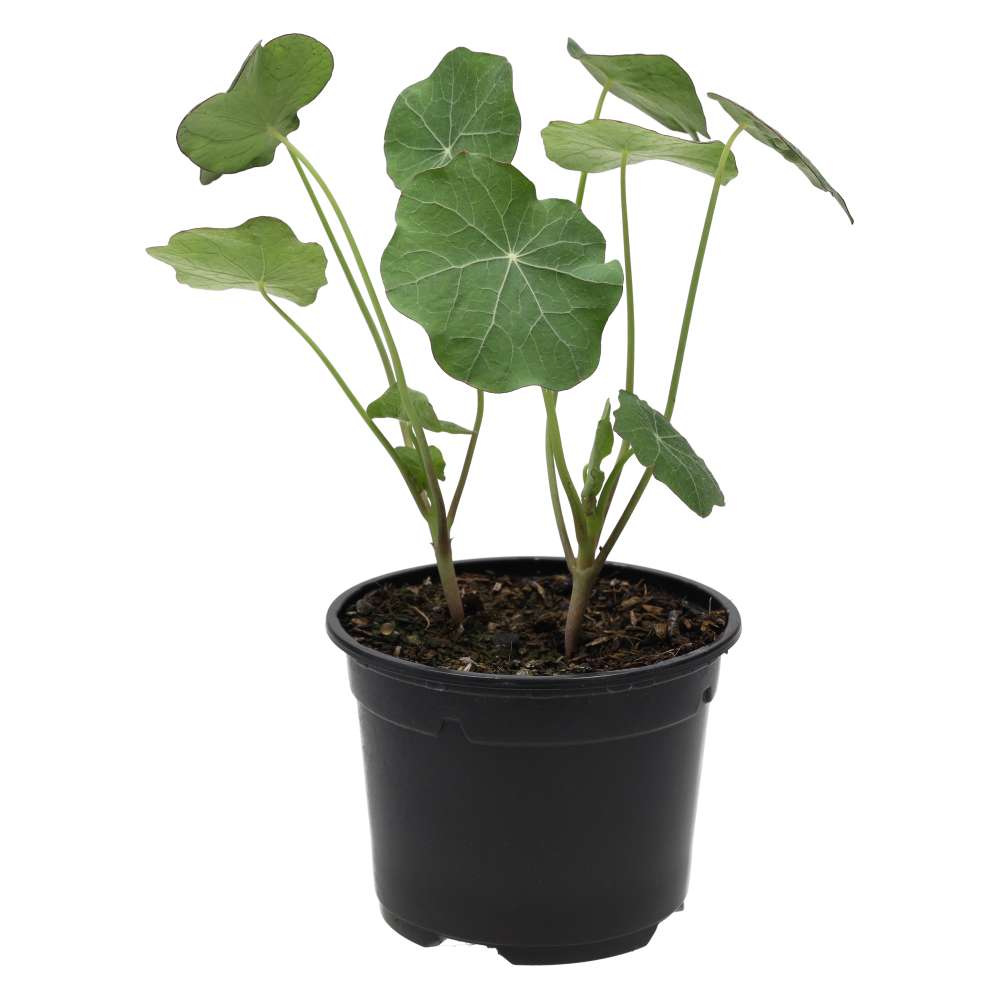 PR Live Food Plant. Nastrutium (10cm pot)