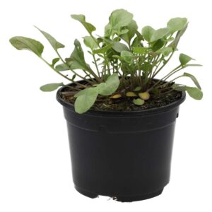 PR Live Food Plant. Land Cress (10cm pot)