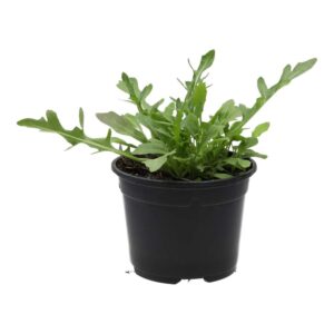 PR Live Food Plant. Wild rocket (10cm pot)