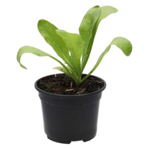 PR Live Food Plant. Marigold (10cm pot)