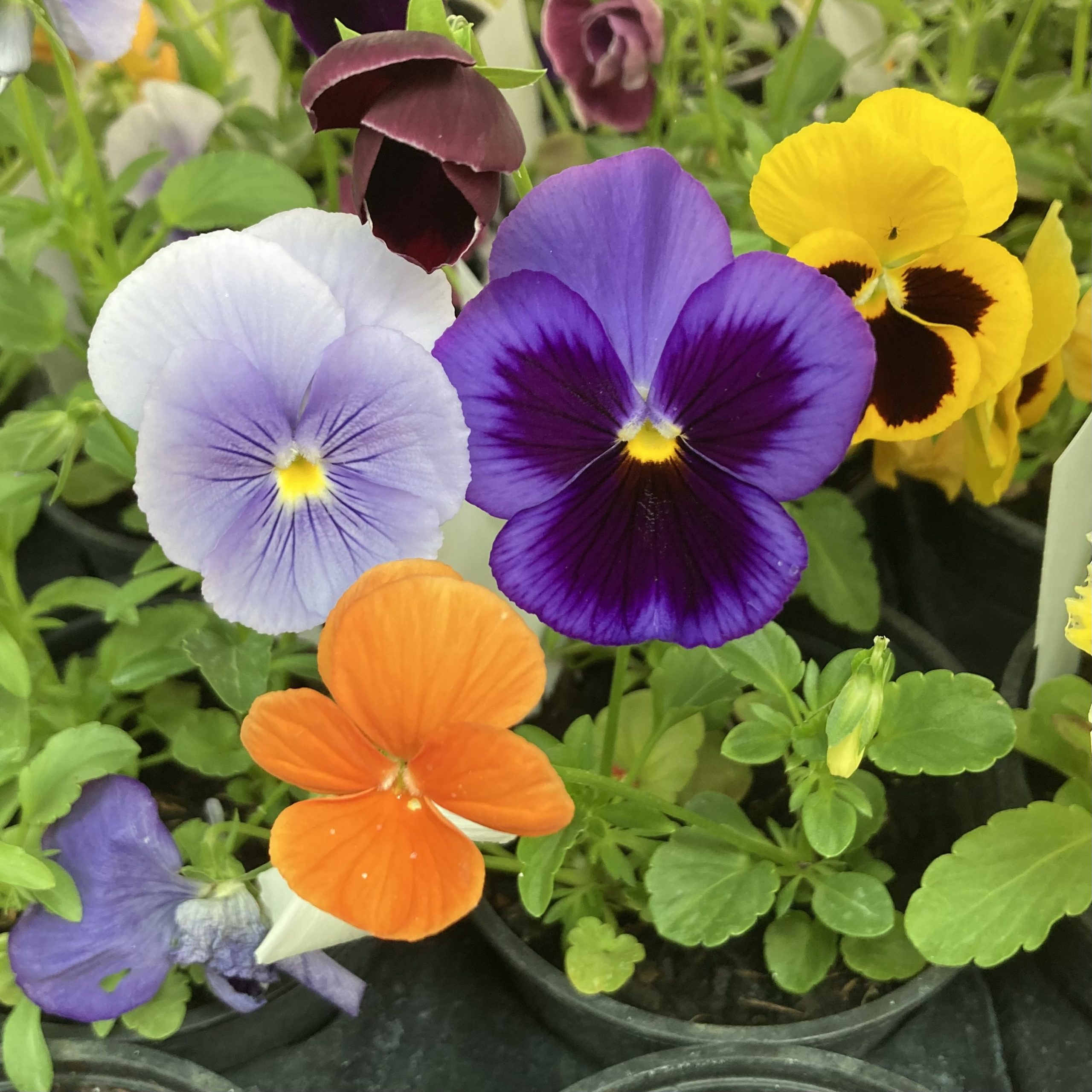 PR Live Food Plant. Pansy (10cm pot)