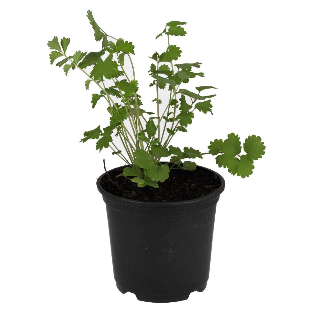 PR Live Food Plant. Salad Burnet (10cm pot)