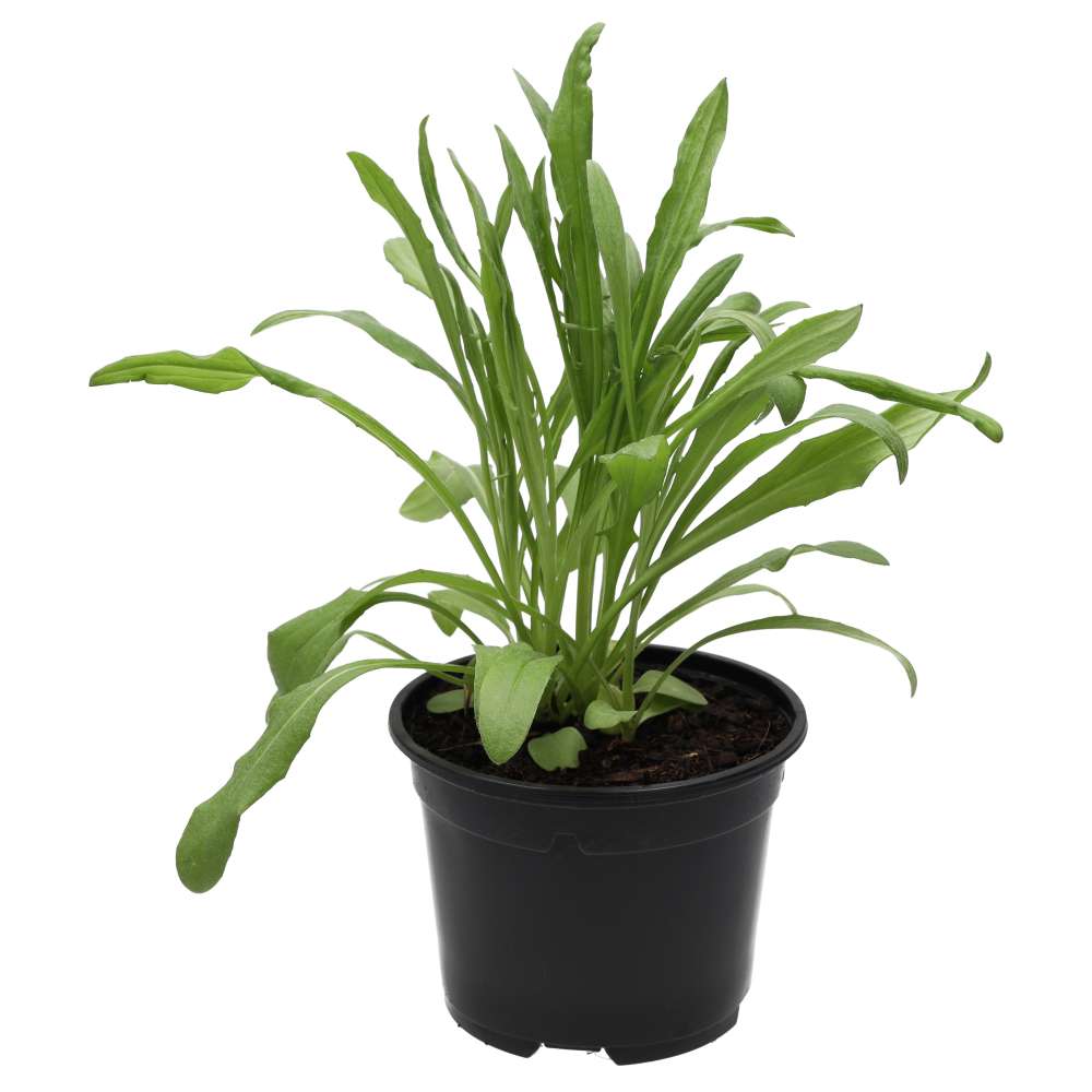 PR Live Food Plant. Cornflower (10cm pot)